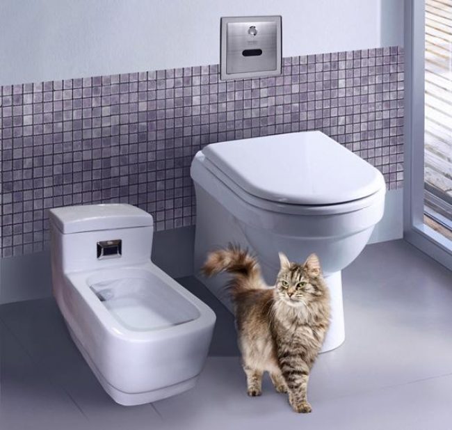 Toilet otomatis untuk kucing