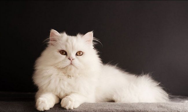 Kucing putih itu pasti akan menghiasi rumah mana pun dan memberikan pemiliknya kegembiraan dan kebahagiaan