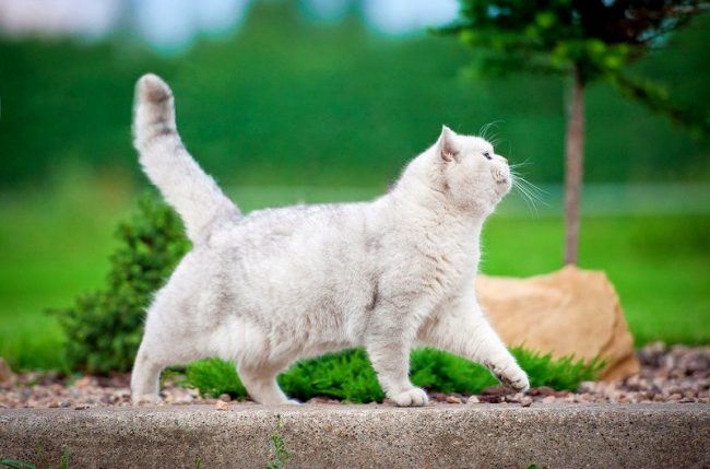 Kucing putih sering lahir dengan masalah pendengaran