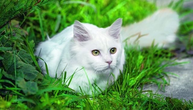 Di Turki - dari mana predator ini berasal - kucing putih salju diizinkan memasuki masjid jika matanya berbeda