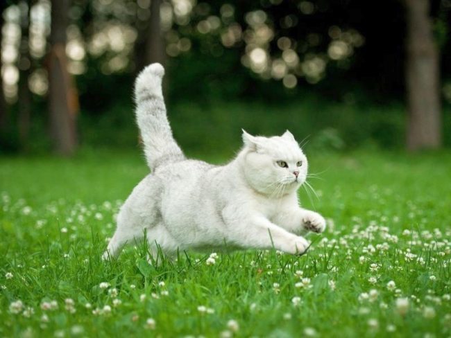 Terbang Kucing Putih Britania