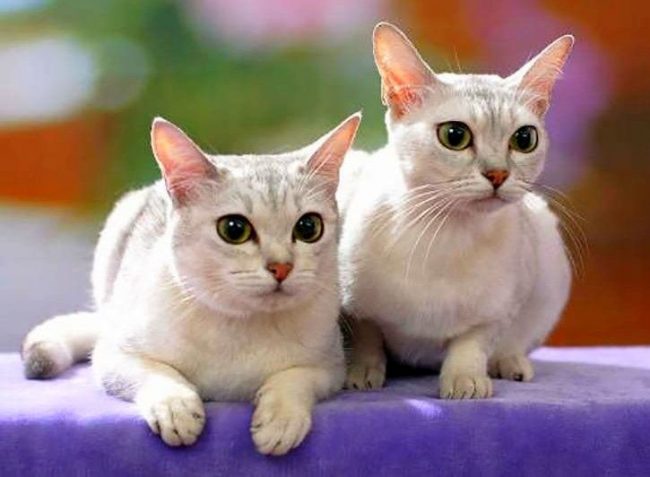 Trah ini adalah hasil persilangan sesekali antara Burma dan kucing Persia. Warna perak murni adalah bagaimana peternak mencirikan warna.