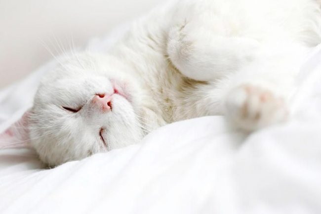 Hal umum tentang semua kucing putih adalah kasih sayang kepada teman-teman tuan rumah mereka, sampai batas tertentu mereka hanya bisa bergantung pada orang itu