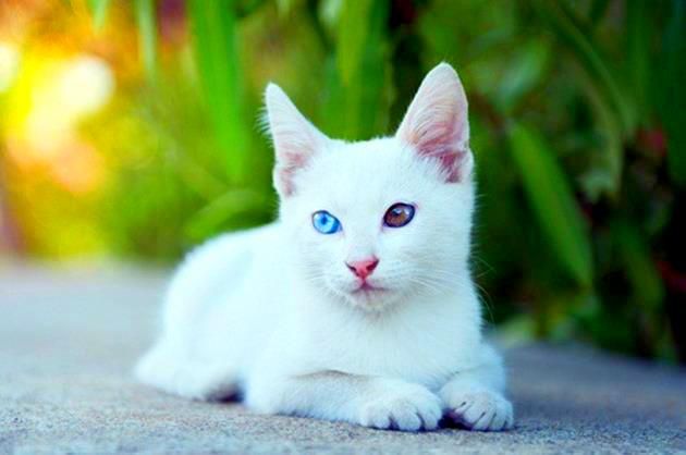 Menurut ahli etologi, kucing putih dengan mata berbeda adalah hal yang tidak dapat diprediksi sepenuhnya. Ia berubah sangat cepat dalam karakter, tidak pernah mengerti apa yang akan menarik perhatiannya.