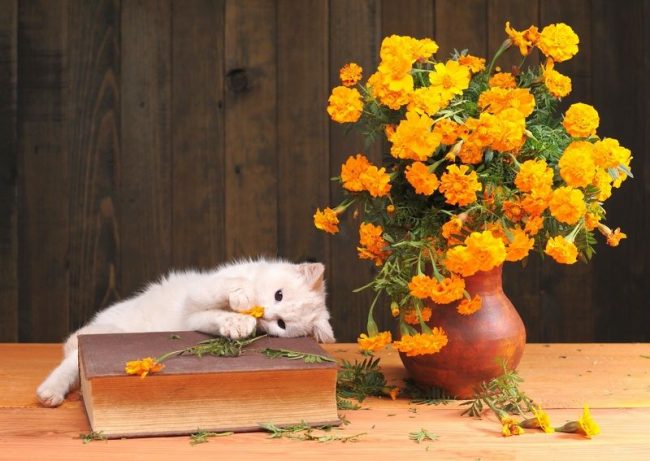 Kucing putih sangat rentan dan peka terhadap kritik
