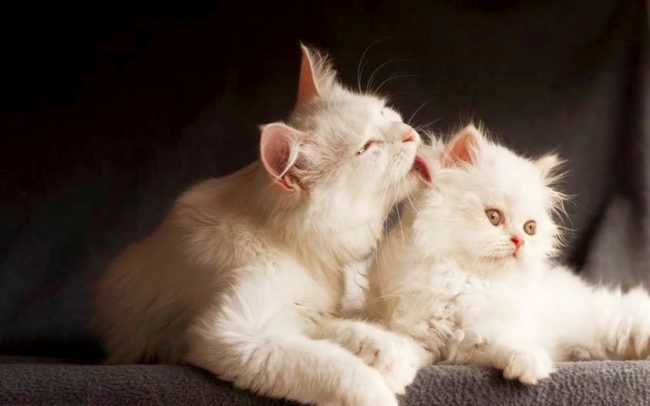 Putih secara genetik menutupi warna lain. Sangat sering, anak kucing dilahirkan dengan bintik-bintik di kepala mereka yang melewati waktu, predator yang dijinakkan memutihkan