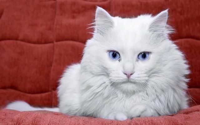 Si pirang bermata biru adalah impian setiap gadis