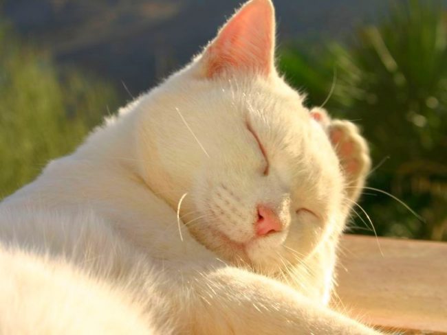 Perawatan yang cermat diperlukan untuk mantel kucing putih yang chic