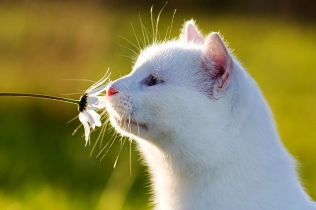Beberapa ras kucing putih memiliki masalah dengan mata - mereka berair. Ini juga bisa mengeluarkan cairan.