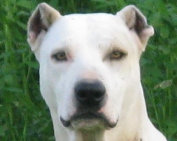 Bully Kutta (Mastiff Pakistan) Mastiff Pakistan, Bully Kutta, Sindhi Mastiff, Bully