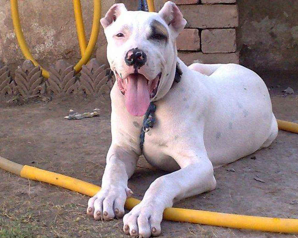 Bully Kutta White