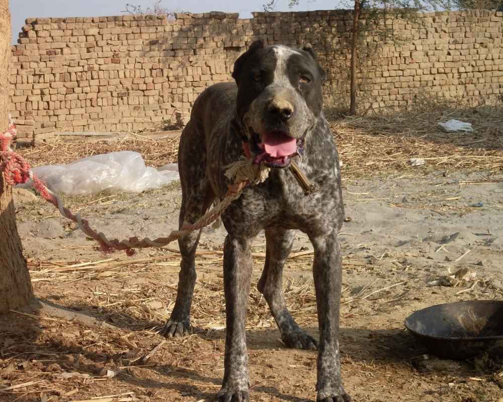 Bully Kutta - foto