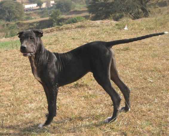 Black Bully Kutta (Pakistan Mastiff)