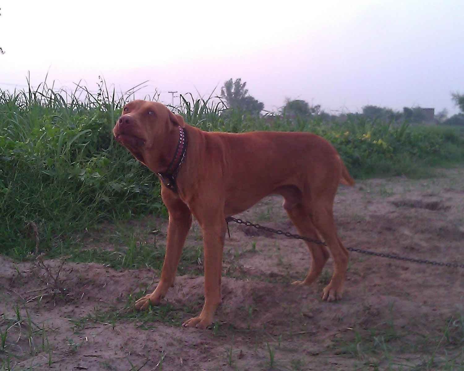 Red Bull Kutta - foto