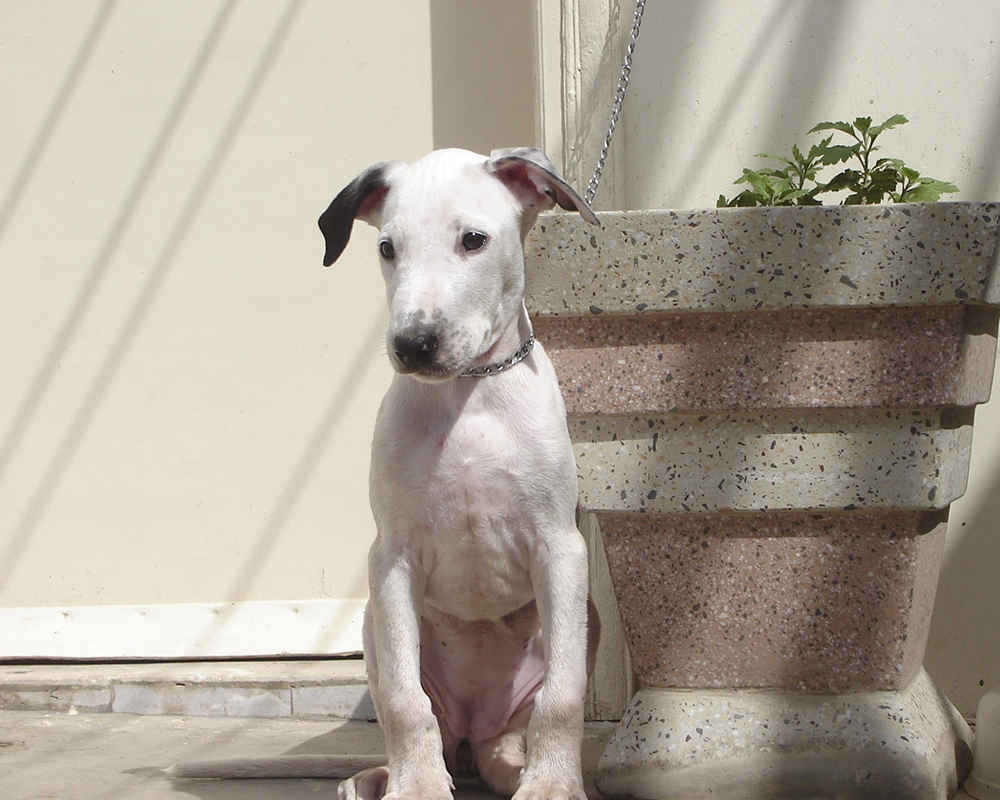 Puppy bulli kutta