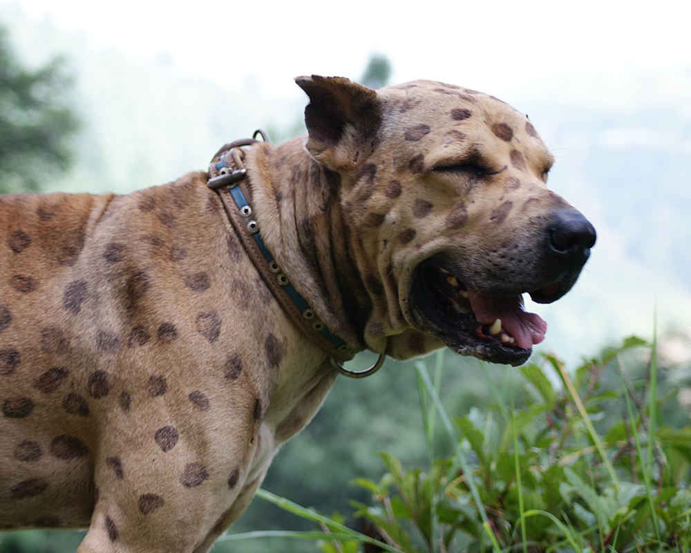 Pakistan Mastiff