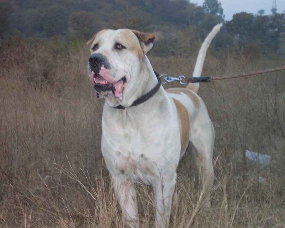 Bully Kutta White - Foto