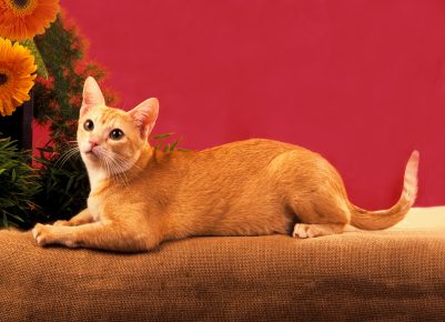 Kucing Ceylon