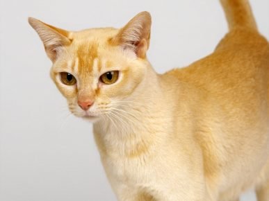 Kucing Ceylon