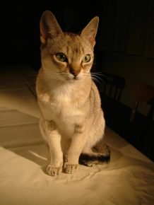 Kucing Ceylon