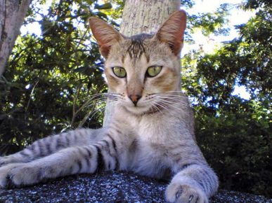 Kucing Ceylon