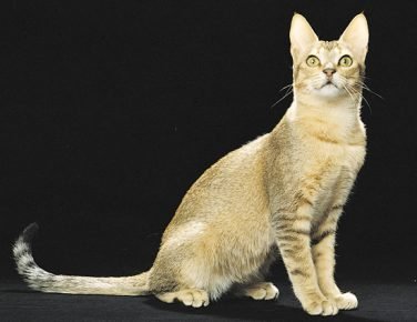 Kucing Ceylon