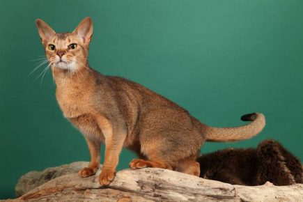 Kucing Ceylon