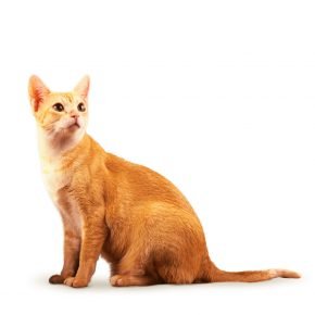 Kucing jenis Ceylon
