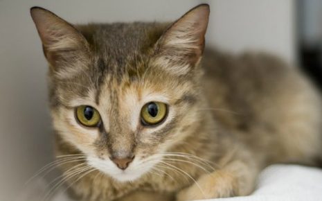 Mata kucing Ceylon
