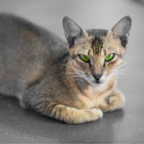 Mata kucing Ceylon