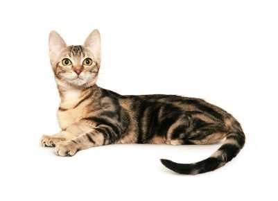 Ceylon tortoiseshell cat