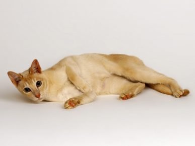 Kucing Ceylon