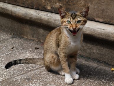 kucing ceylon