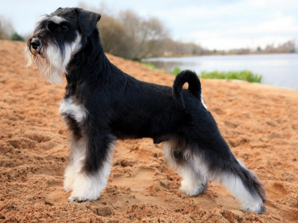 Cara memberi makan schnauzer miniatur, baca artikel