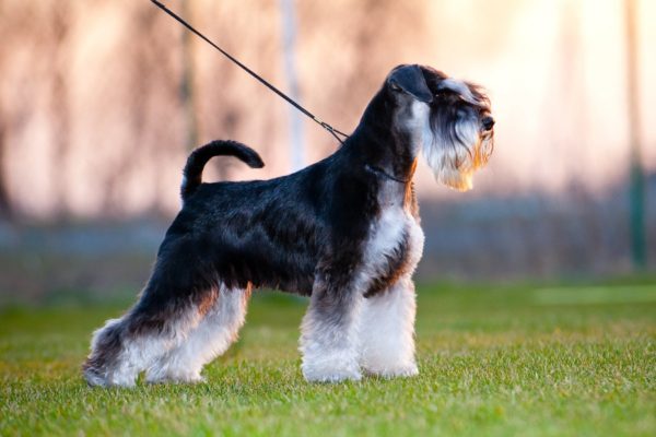 Cara memberi makan schnauzer miniatur