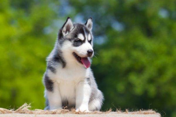 anak anjing husky