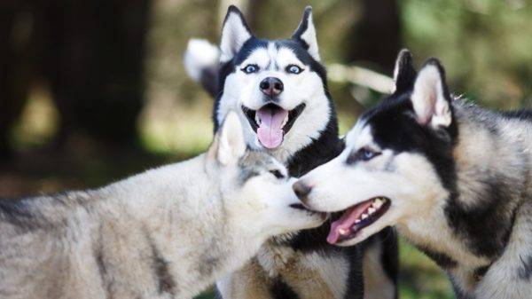 tiga husky