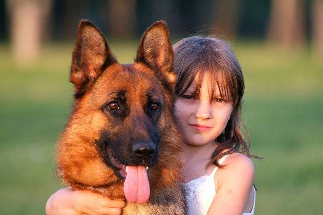 Cara memberi makan anak anjing gembala Jerman