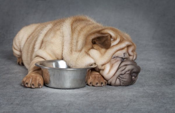 Apa yang harus diberi makan Sharpei