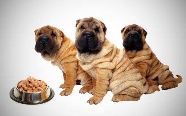 Cara memberi makan Sharpei, baca artikel