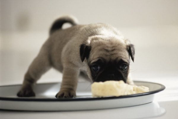 Cara memberi makan anak anjing dengan diare dengan benar baca artikel