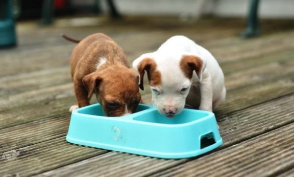 Cara memberi makan anak anjing dengan diare