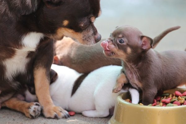 Anjing lucu