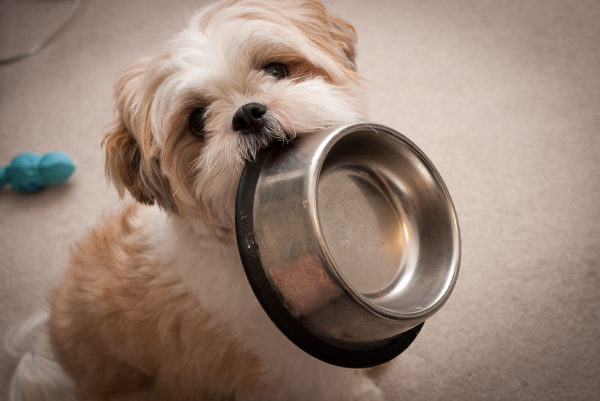 Cara memberi makan Shih Tzu