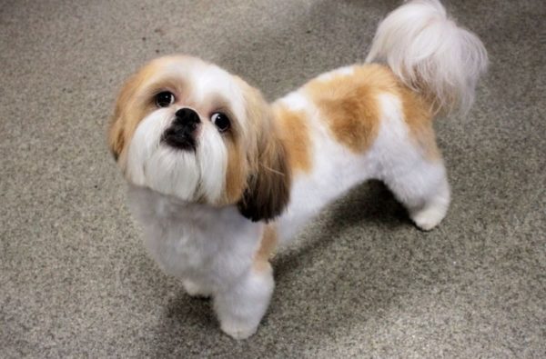 Cara memberi makan Shih Tzu baca artikel