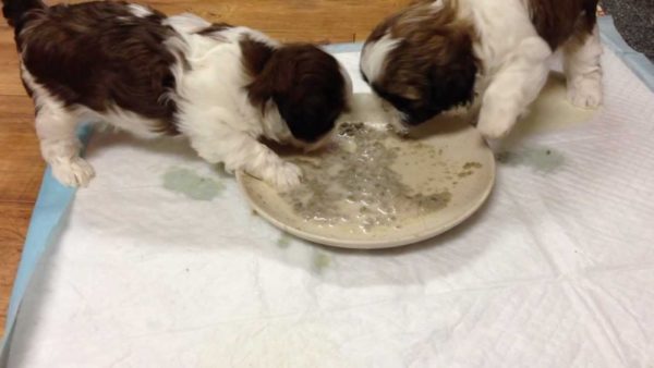 Shih Tzu makan