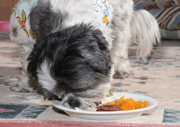 Diet Alami Shih Tzu
