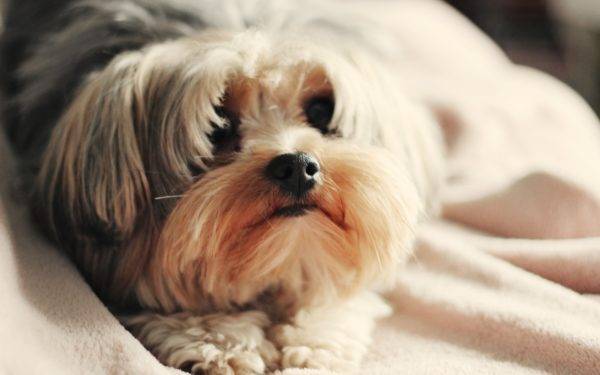 Makanan kering terbaik untuk Shih Tzu