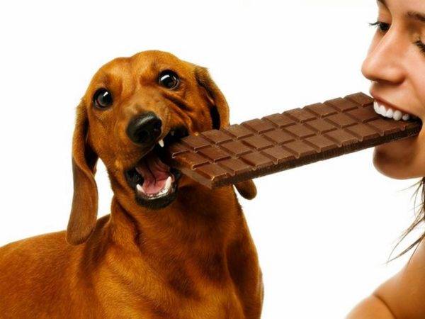 Anjing itu tidak boleh manis