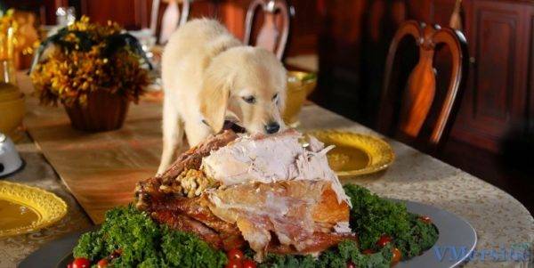 Apa yang tidak bisa memberi makan anjing